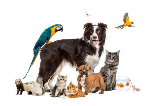 Group of pets posing around a border collie; dog, cat, ferret, rabbit, bird, fish, rodent